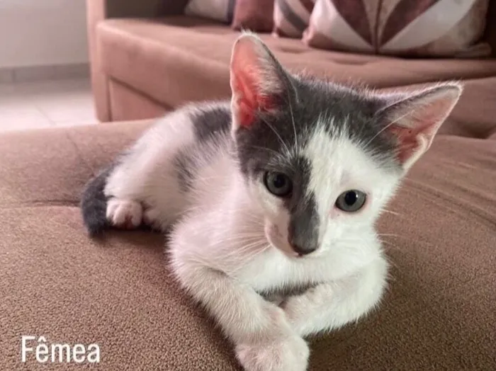 Gato raça SRD-ViraLata idade 2 a 6 meses nome Charlene 