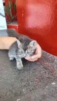 Gato raça SRD-ViraLata idade Abaixo de 2 meses nome Sem Nome 