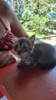 Gato raça SRD-ViraLata idade Abaixo de 2 meses nome Sem Nome 