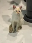 Gatinho 