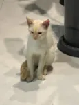 Gatinho 
