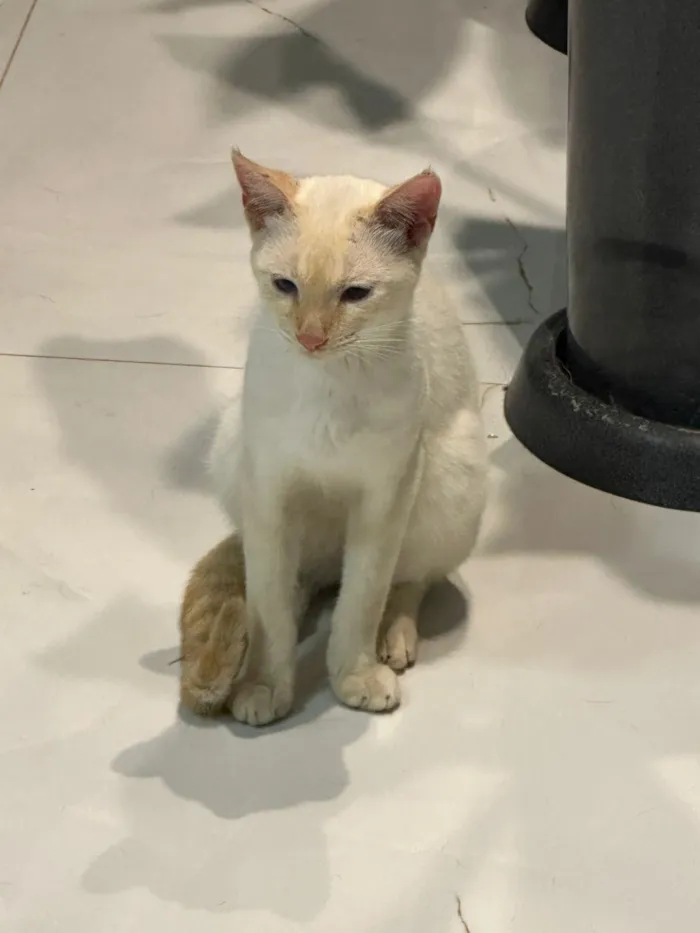 Gato raça SRD-ViraLata idade 1 ano nome Gatinho 