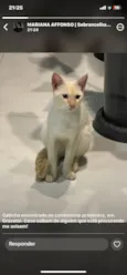 Gato raça SRD-ViraLata idade 1 ano nome Gatinho 