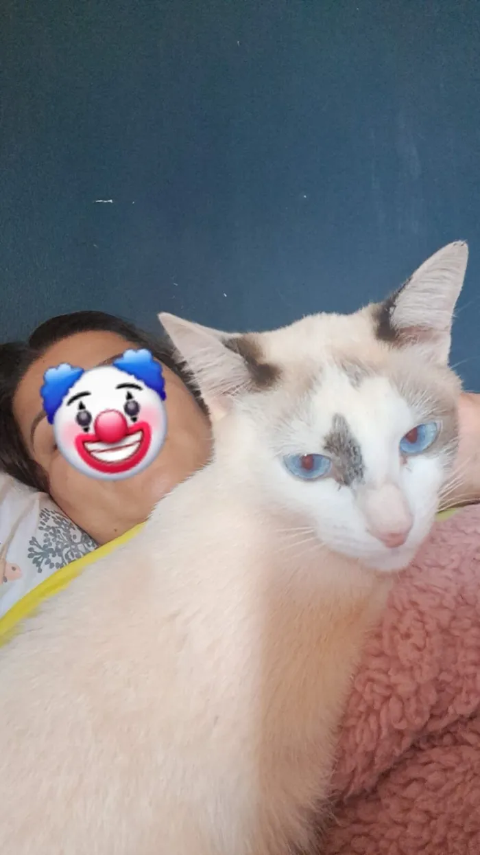 Gato raça SRD-ViraLata idade 1 ano nome Flor 