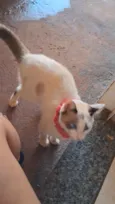 Gato raça SRD-ViraLata idade 1 ano nome Flor 
