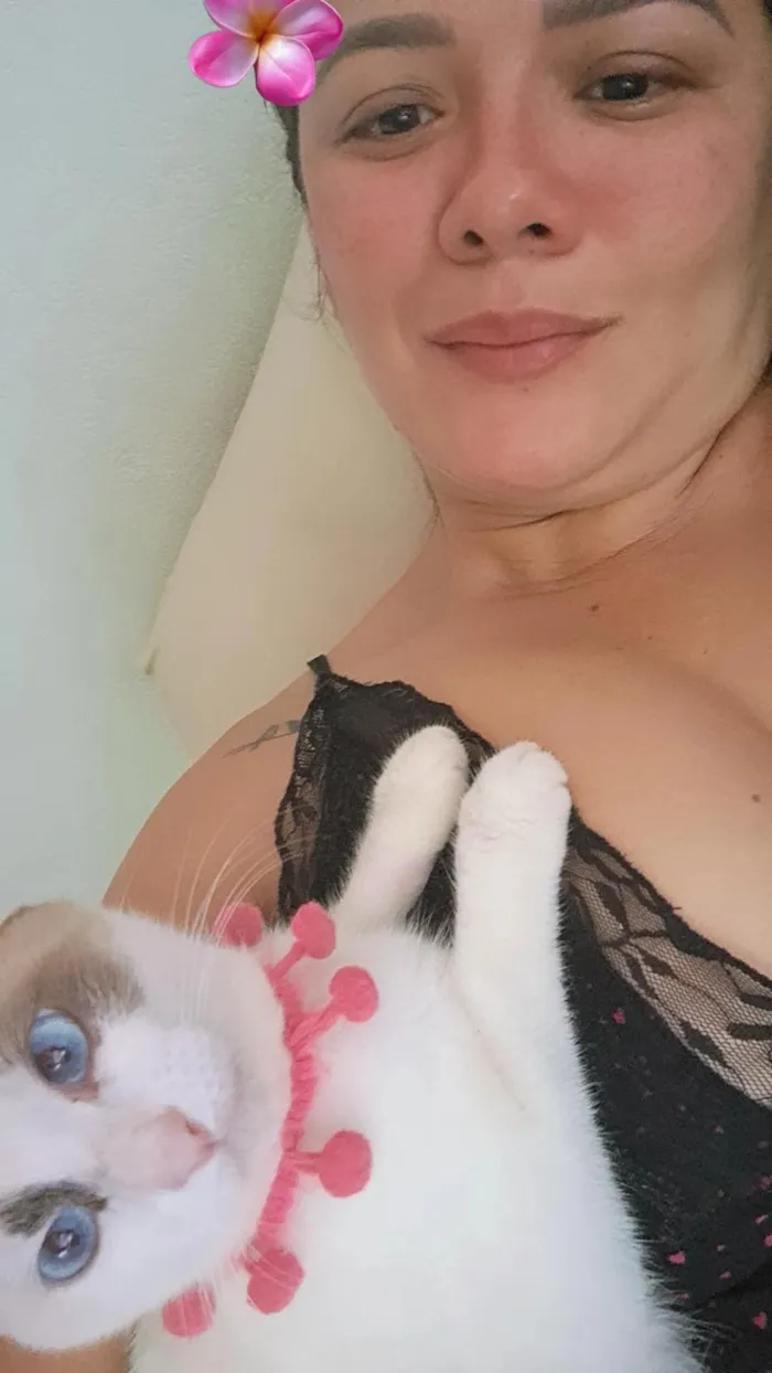 Gato raça SRD-ViraLata idade 1 ano nome Flor 