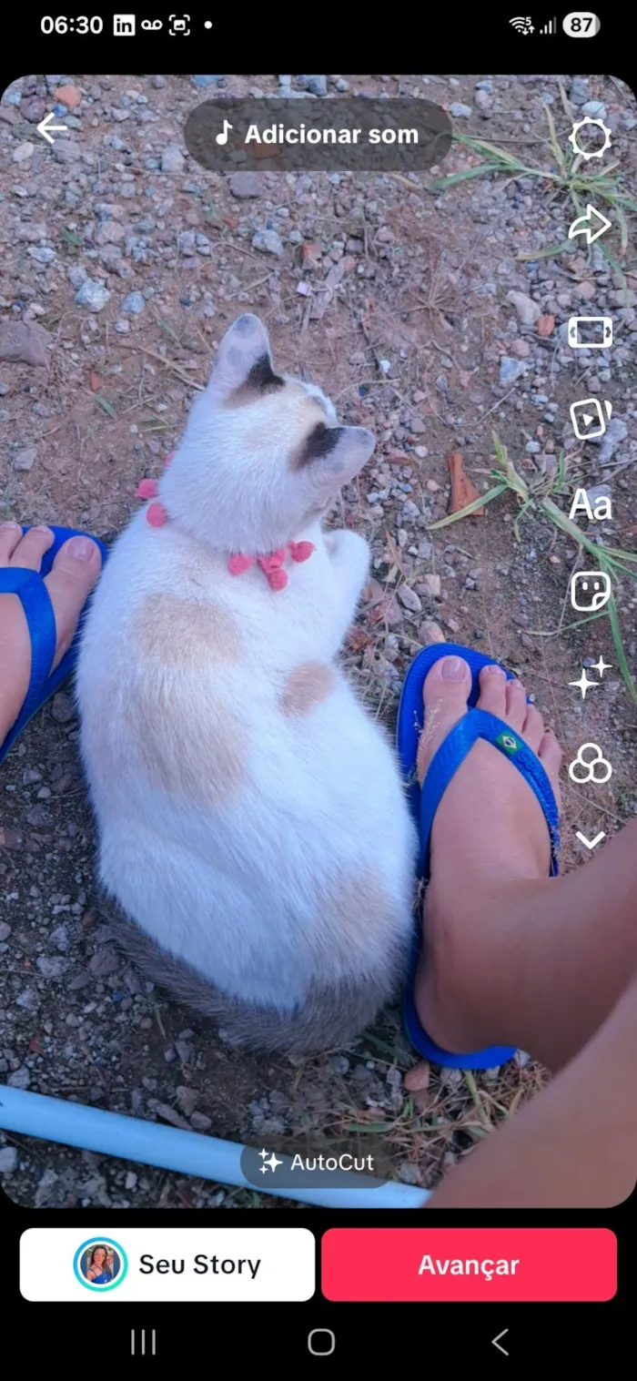 Gato raça SRD-ViraLata idade 1 ano nome Flor 