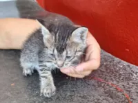 Gato raça SRD-ViraLata idade Abaixo de 2 meses nome Sem Nome 