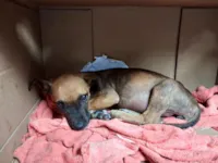 Cachorro raça SRD-ViraLata idade 2 a 6 meses nome Atena 