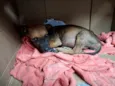 Cachorro raça SRD-ViraLata idade 2 a 6 meses nome Atena 