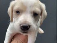 Cachorro raça SRD-ViraLata idade Abaixo de 2 meses nome Sem nome