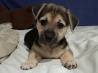 Cachorro raça SRD-ViraLata idade 2 a 6 meses nome Bucky