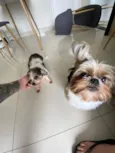 Cachorro raça Shitzu idade 3 anos nome Suzy