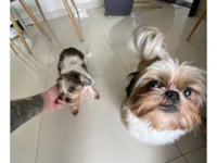 Cachorro raça Shitzu idade 3 anos nome Suzy