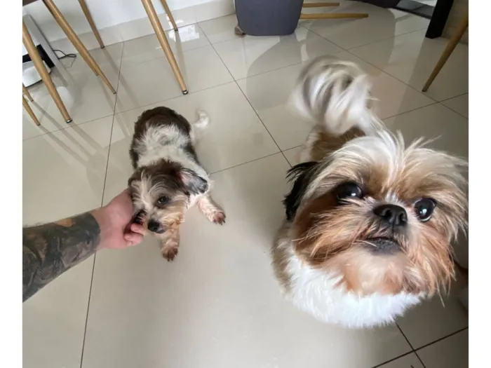 Cachorro raça Shitzu idade 3 anos nome Suzy