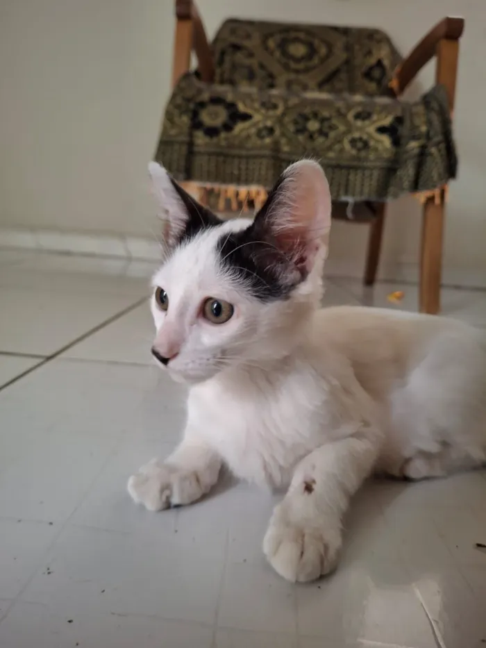 Gato raça SRD-ViraLata idade 2 a 6 meses nome Fernando ou Fernandinho 