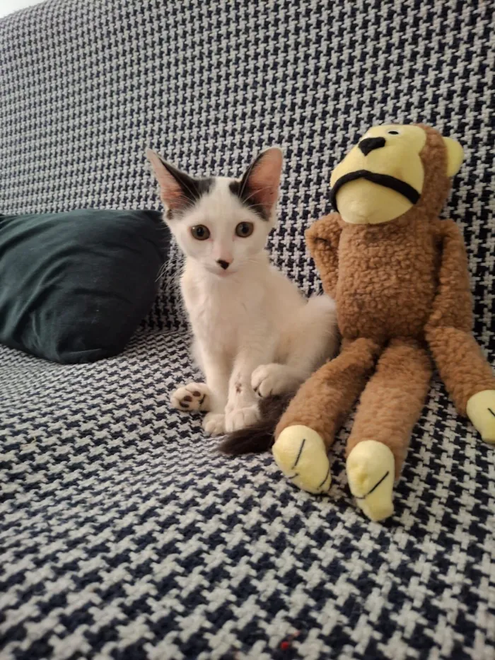 Gato raça SRD-ViraLata idade 2 a 6 meses nome Fernando ou Fernandinho 