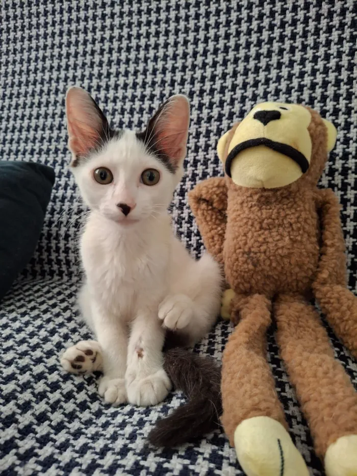 Gato raça SRD-ViraLata idade 2 a 6 meses nome Fernando ou Fernandinho 