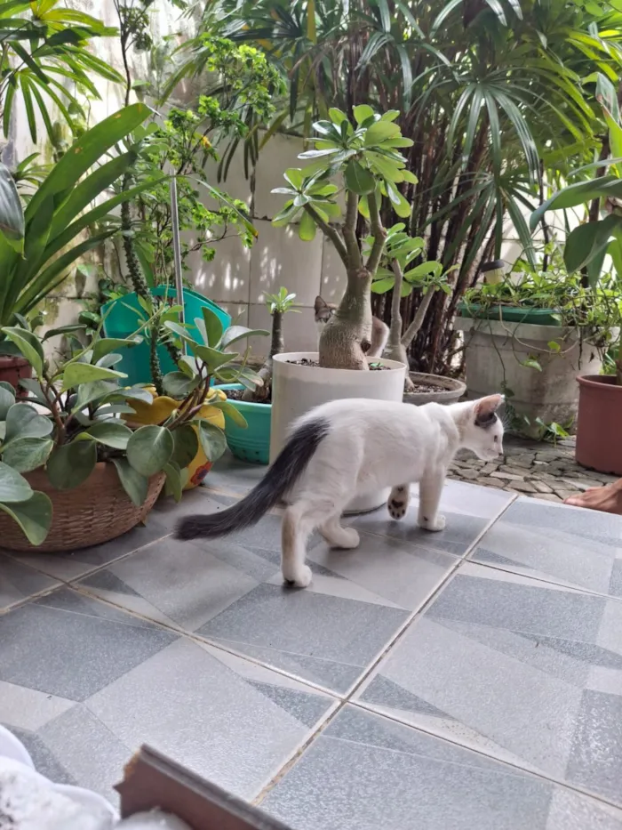 Gato raça SRD-ViraLata idade 2 a 6 meses nome Fernando ou Fernandinho 