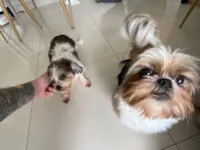 Cachorro raça SRD-ViraLata idade 6 ou mais anos nome Nina