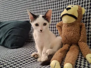 Gato raça SRD-ViraLata idade 2 a 6 meses nome Fernando ou Fernandinho 