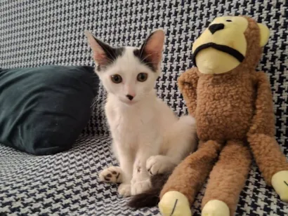 Gato raça SRD-ViraLata idade 2 a 6 meses nome Fernando ou Fernandinho 