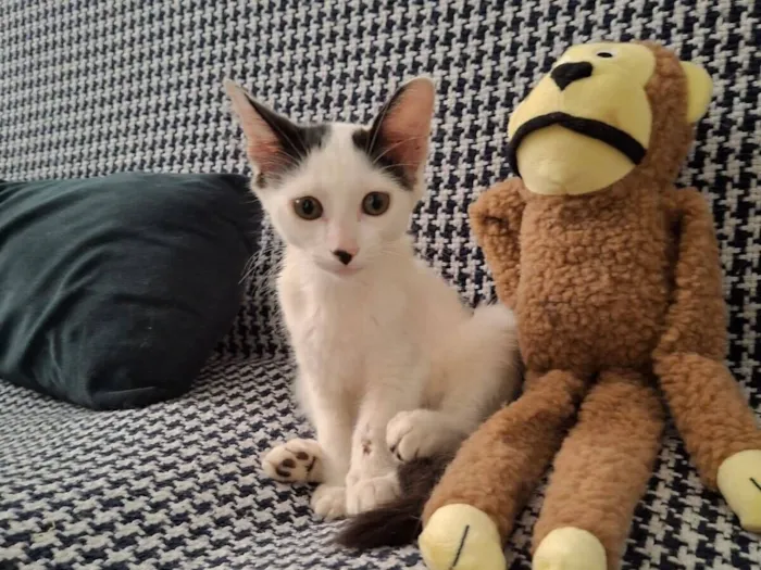 Gato raça SRD-ViraLata idade 2 a 6 meses nome Fernando ou Fernandinho 