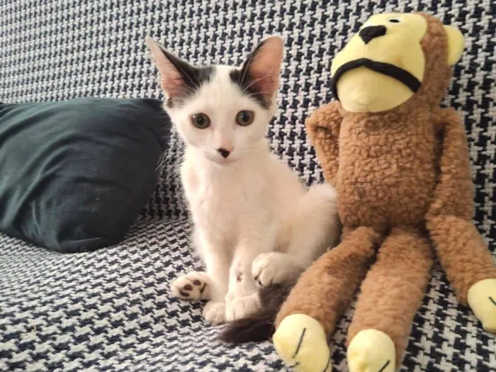 Gato raça SRD-ViraLata idade 2 a 6 meses nome Fernando ou Fernandinho 