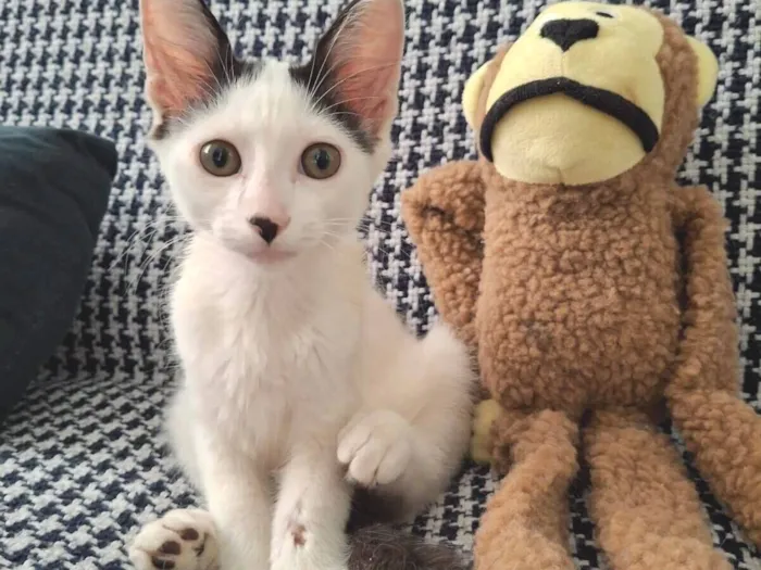 Gato raça SRD-ViraLata idade 2 a 6 meses nome Fernando ou Fernandinho 