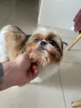 Cachorro raça Shitzu idade 3 anos nome Suzy