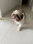Cachorro raça Shitzu idade 3 anos nome Suzy
