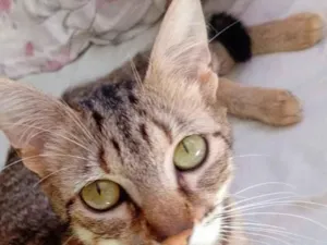 Gato raça SRD-ViraLata idade 1 ano nome Rajada