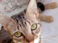 Gato raça SRD-ViraLata idade 1 ano nome Rajada