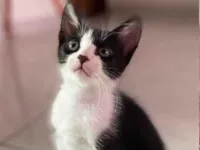 Gato raça SRD-ViraLata idade 2 a 6 meses nome Nina