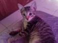 Gato raça SRD-ViraLata idade 2 a 6 meses nome A escolher (sem nome)