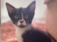 Gato raça SRD-ViraLata idade 2 a 6 meses nome Charlote 