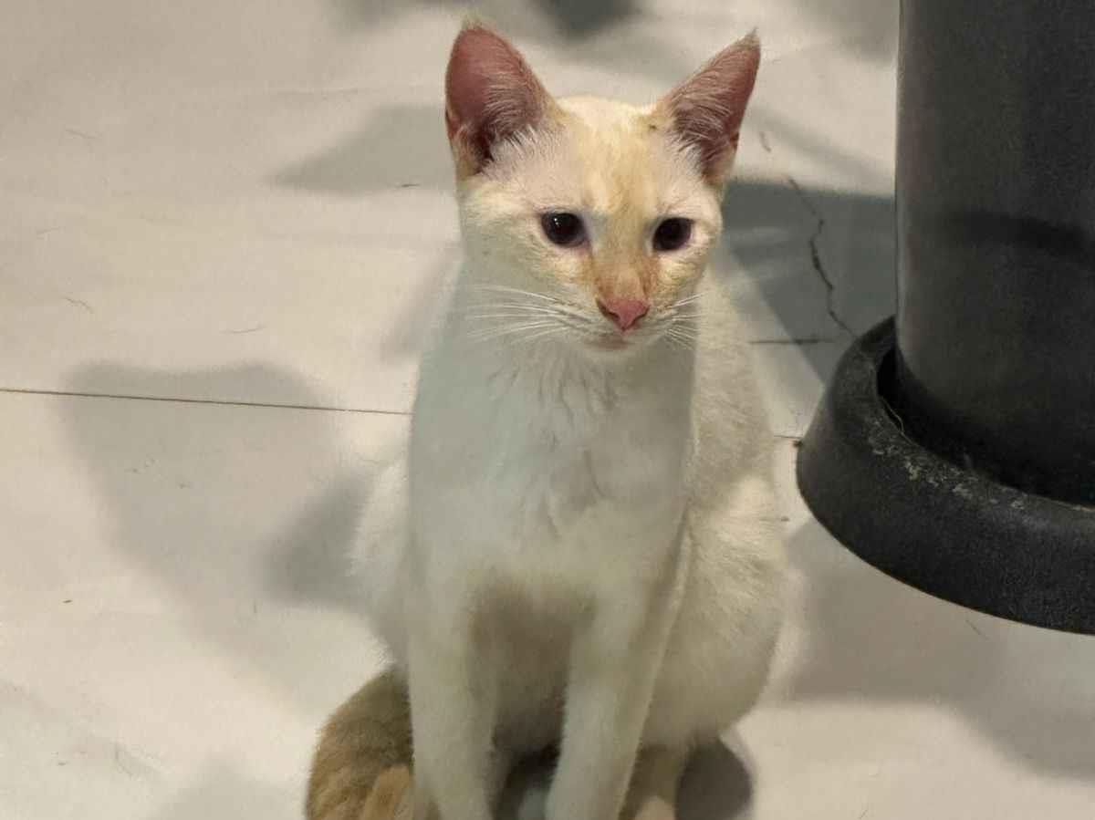Gato raça SRD-ViraLata idade 1 ano nome Gatinho 