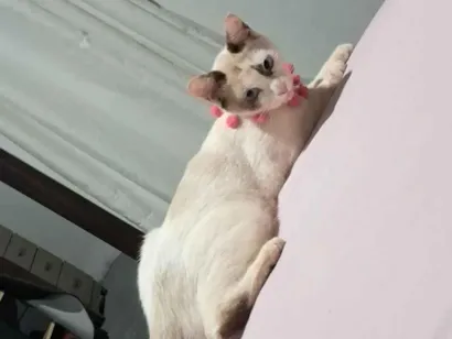 Gato raça SRD-ViraLata idade 1 ano nome Flor 