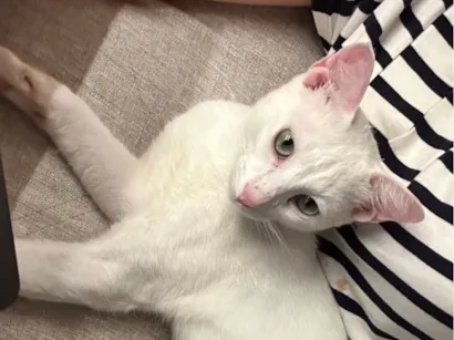 Gato raça SRD-ViraLata idade 1 ano nome Leléo