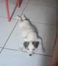 Cachorro raça SRD-ViraLata idade Abaixo de 2 meses nome Felicia