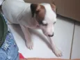 Cachorro raça SRD-ViraLata idade Abaixo de 2 meses nome Felicia