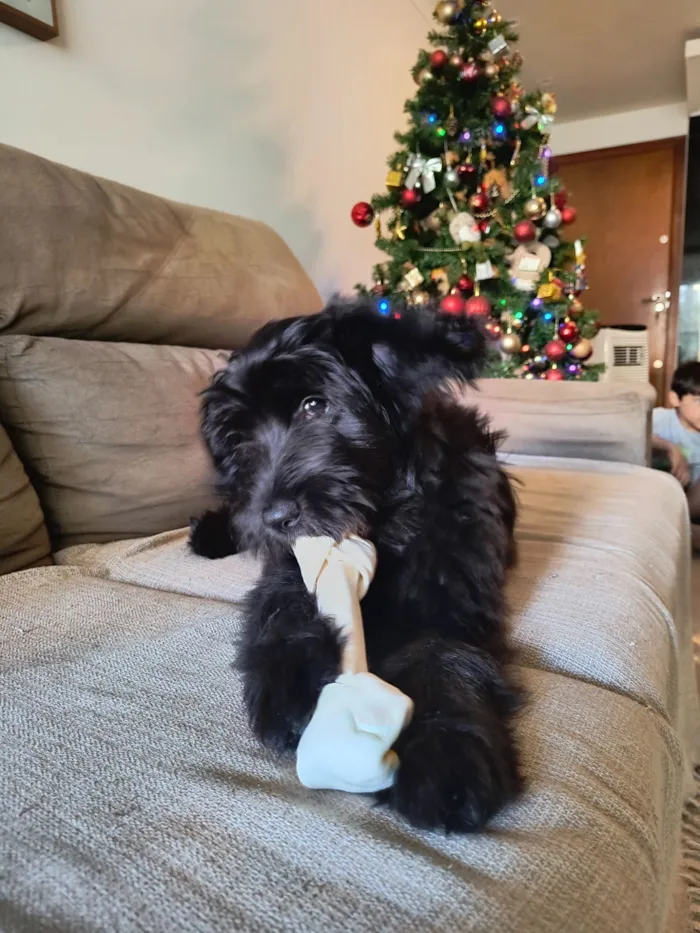 Cachorro raça Poodle idade 2 a 6 meses nome Lola