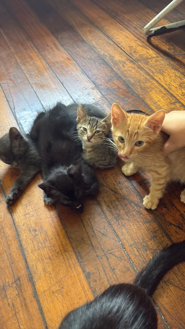 Gato raça SRD-ViraLata idade 2 a 6 meses nome sem nomes 