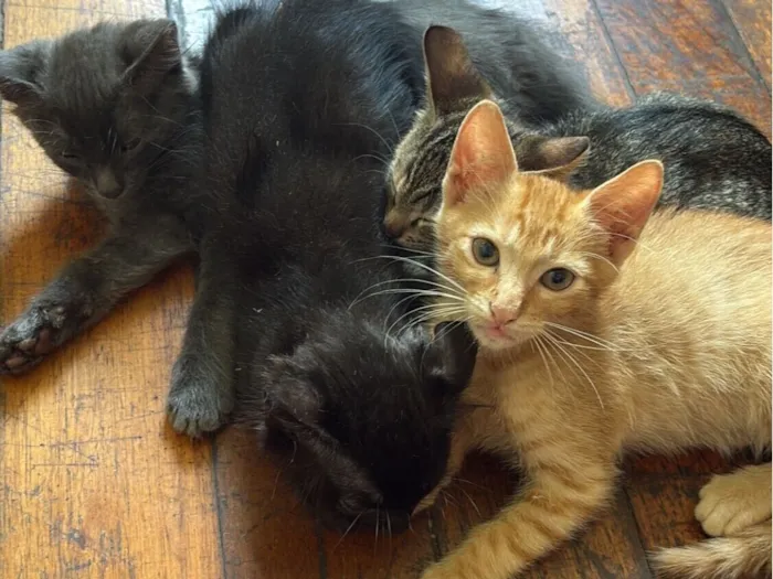 Gato raça SRD-ViraLata idade 2 a 6 meses nome sem nomes 