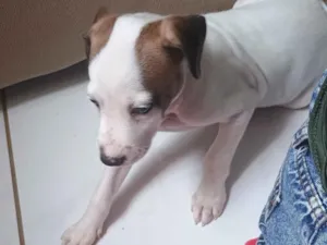 Cachorro raça SRD-ViraLata idade Abaixo de 2 meses nome Felicia