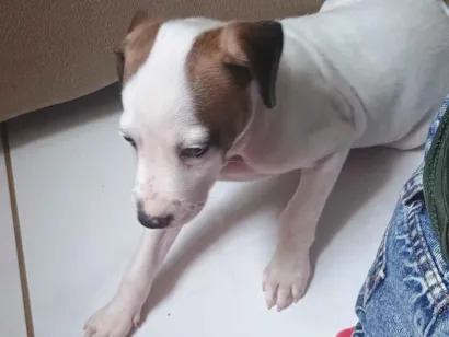 Cachorro raça SRD-ViraLata idade Abaixo de 2 meses nome Felicia
