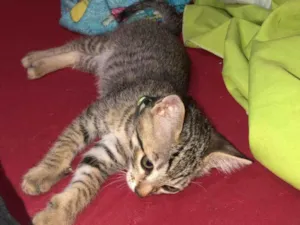 Gato raça SRD-ViraLata idade 2 a 6 meses nome Rachado
