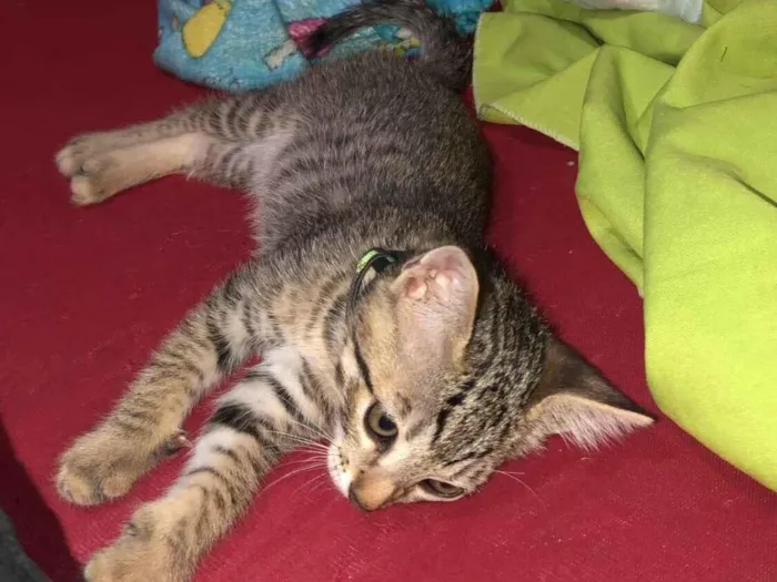 Gato raça SRD-ViraLata idade 2 a 6 meses nome Rachado