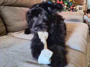 Cachorro raça Poodle idade 2 a 6 meses nome Lola