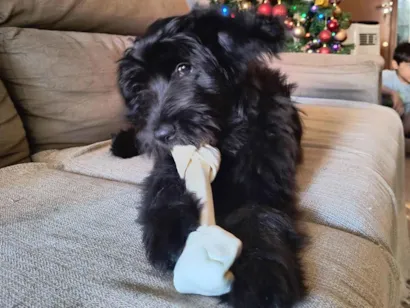 Cachorro raça Poodle idade 2 a 6 meses nome Lola